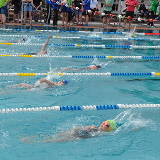 Wettkampfschwimmerinnen in bunten Badekappen schwimmen in einem Becken mit unterschiedlichen Bahnmarkierungen.
