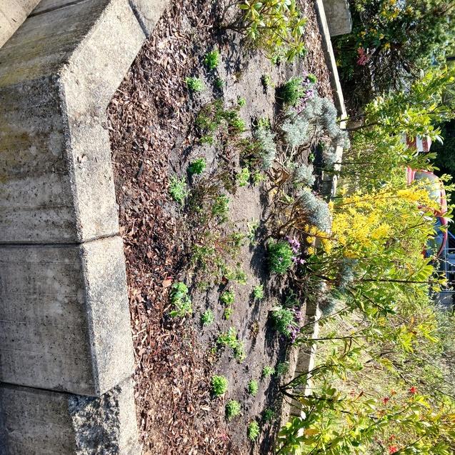 Bl&uuml;hender Blumenbeet mit verschiedenen Pflanzen und einem betonierten Rand, im Hintergrund ein Geb&auml;ude mit Glasfenstern.