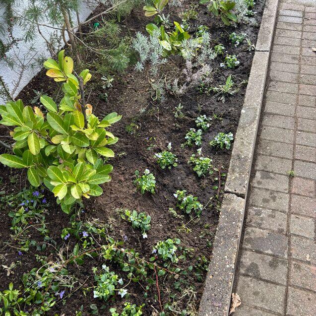 Beet mit verschiedenen Pflanzen, darunter Grünpflanzen und violette Blumen, neben einem Gehweg.