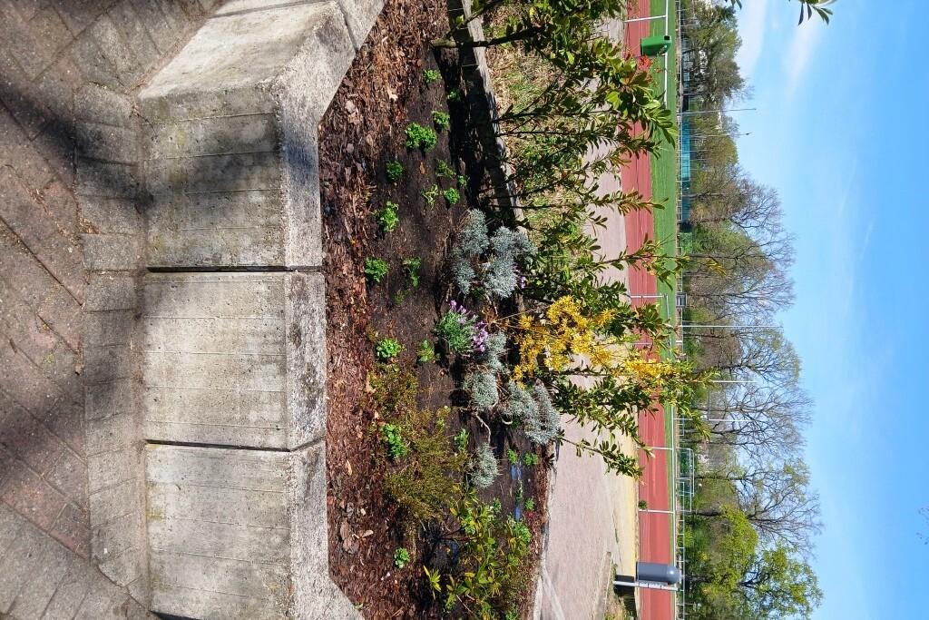 Bepflanzung in einer Blumeneinfassung, im Hintergrund ein Sportplatz unter blauem Himmel.