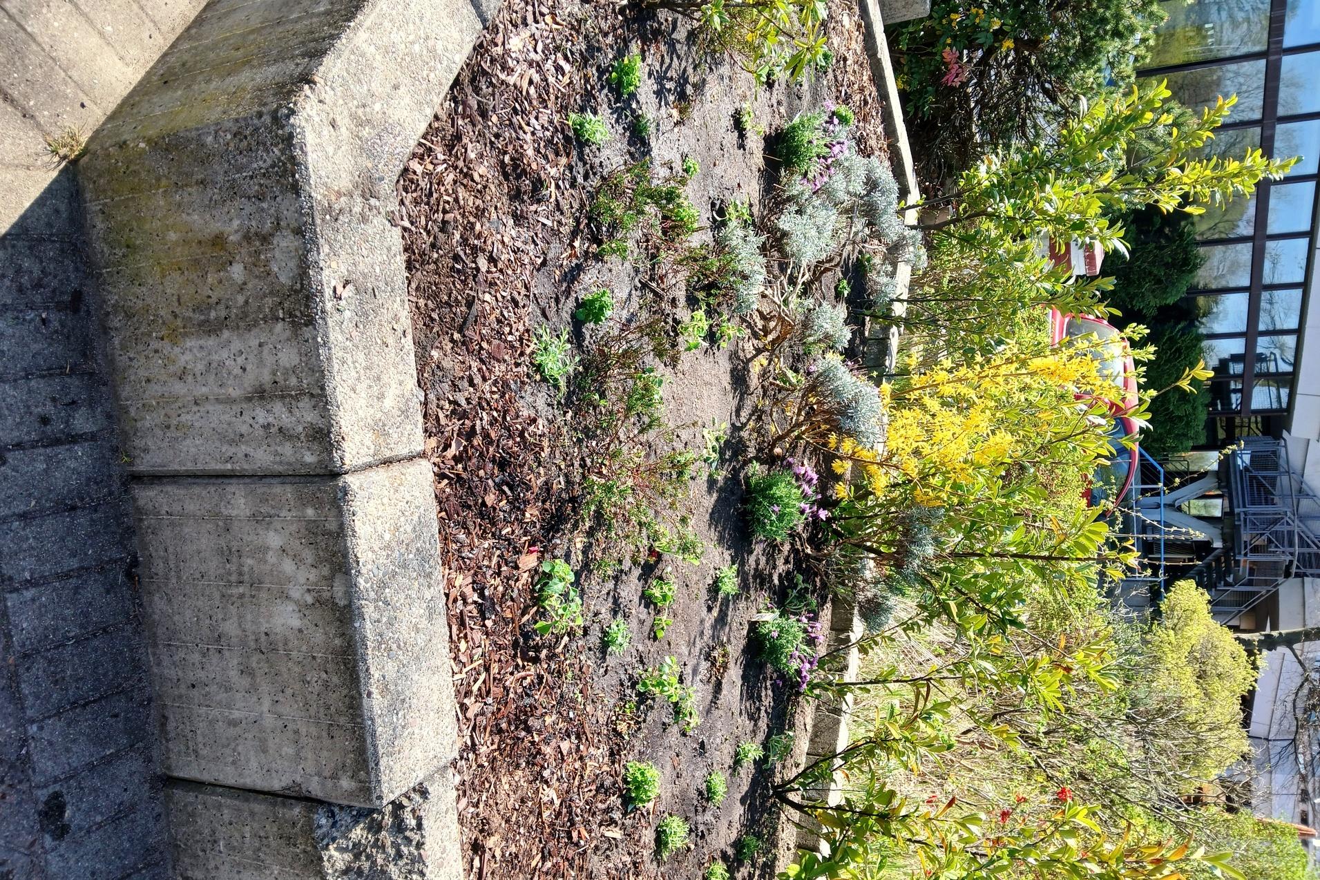 Bl&uuml;hender Blumenbeet mit verschiedenen Pflanzen und einem betonierten Rand, im Hintergrund ein Geb&auml;ude mit Glasfenstern.