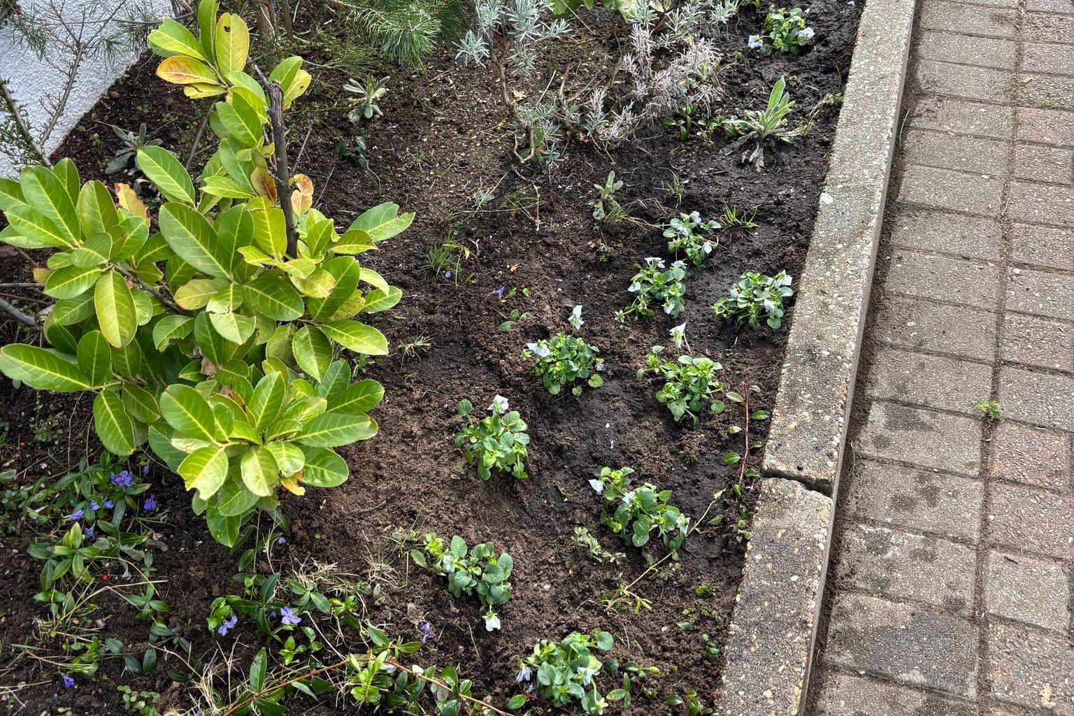 Beet mit verschiedenen Pflanzen, darunter Gr&uuml;npflanzen und violette Blumen, neben einem Gehweg.