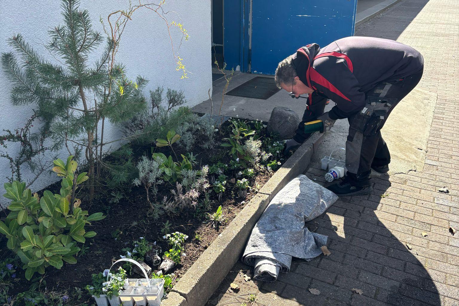 Mann arbeitet im Vorgarten, umgeben von Pflanzen, w&auml;hrend er ein Pflanzgef&auml;&szlig; mit Blumen vorbereitet.