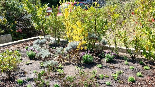 Blühender Blumenbeet mit verschiedenen Pflanzen und einem betonierten Rand, im Hintergrund ein Gebäude mit Glasfenstern.