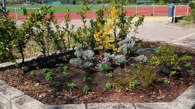 Bepflanzung in einer Blumeneinfassung, im Hintergrund ein Sportplatz unter blauem Himmel.