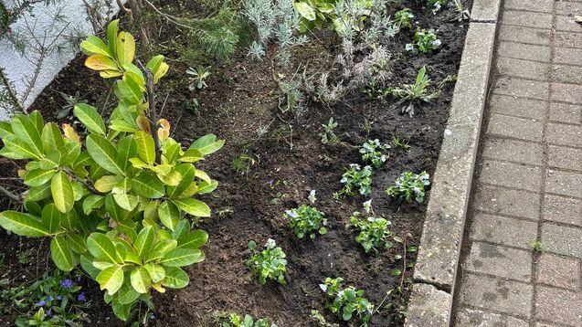 Beet mit verschiedenen Pflanzen, darunter Grünpflanzen und violette Blumen, neben einem Gehweg.