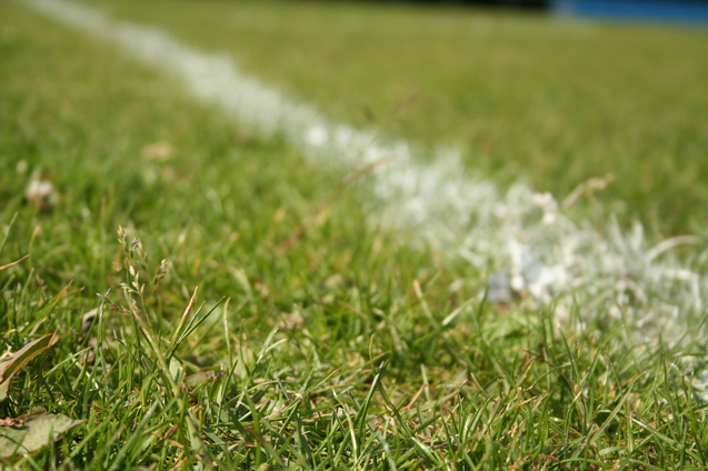 Nahaufnahme von frisch gem&auml;htem Rasen mit einer wei&szlig;en Linienmarkierung auf einem Fu&szlig;ballfeld.
