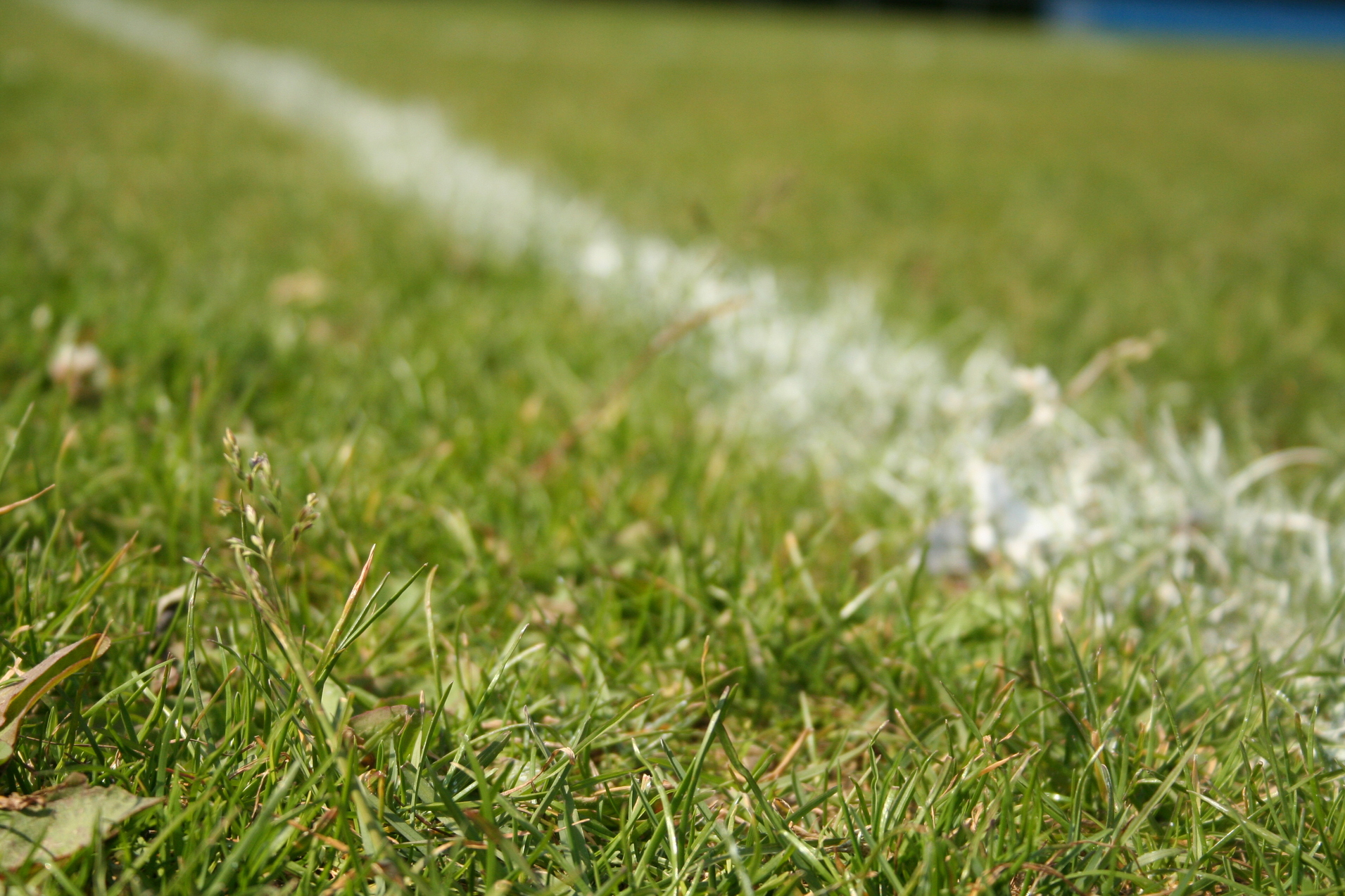Nahaufnahme von frisch gem&auml;htem Rasen mit einer wei&szlig;en Linienmarkierung auf einem Fu&szlig;ballfeld.