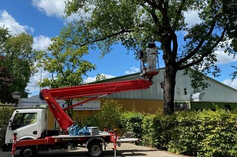 Baukran mit Arbeiter in Schutzkleidung, der einen Baum neben einer Tennishalle in Berlin wartet. Heller Himmel im Hintergrund.