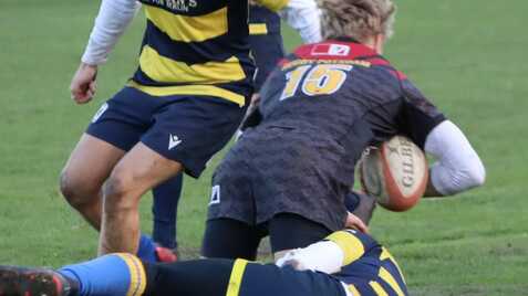 Zwei Rugbyspieler in blau-gelben Trikots kämpfen um den Ball auf einem grünen Spielfeld, während ein dritter Spieler sie beobachtet.