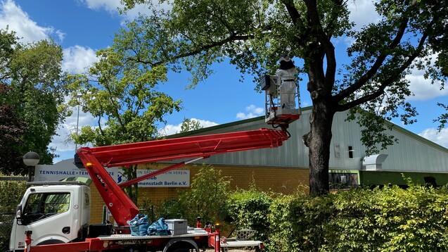 Baukran mit Arbeiter in Schutzkleidung, der einen Baum neben einer Tennishalle in Berlin wartet. Heller Himmel im Hintergrund.